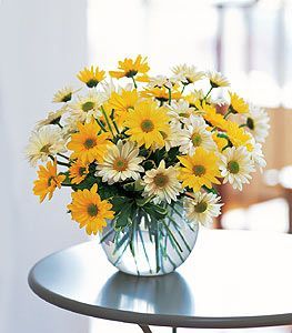 Daisies