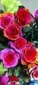 Rainbow rose