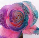 Rainbow pink