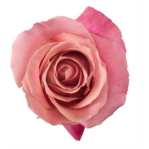 HERMOSA-ROSE1