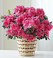 Pink Azalea 
