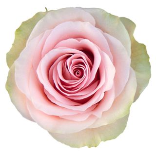12 Pink Rose in Vase florist choice 