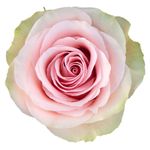 12 Pink Rose in Vase florist choice 