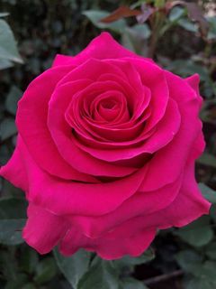 12 hot pink rose in vase Design 