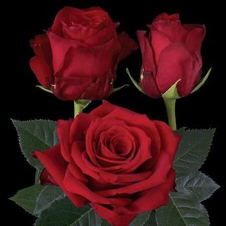 12 Red Rose in Vase Florist Choice