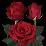 12 Red Rose in Vase Florist Choice