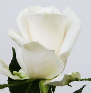 12 White Rose In Vase