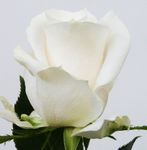 12 White Rose In Vase