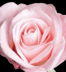 12 light pink rose in vase