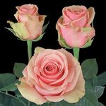 12 peach roses wrapped