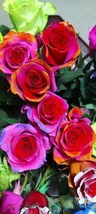 Rainbow rose