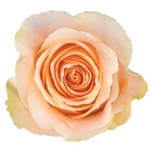 nectarine rose 