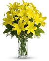 Lily Sunshine Lily Sunshine