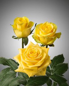 Yellow Roses