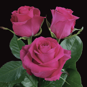 Hot Pink Roses
