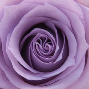 Lavender Ocean Song Rose 