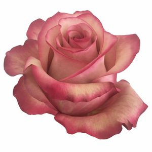 Vintage Roses