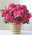 Pink Azalea 