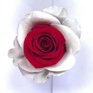 Red and white rose &#127801; color