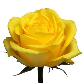 Yellow Rose