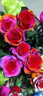 Rainbow rose