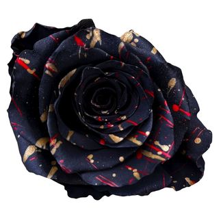Black rainbow color rose