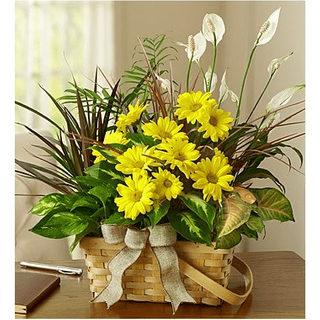 Tropical dish-garden-with-fresh-cut-flowers-plant-basket-