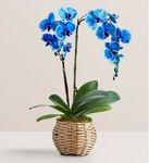 Blue Phalaenopsis Orchid