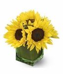 modern-sunshine-14