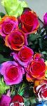 Rainbow rose