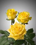 Yellow Roses