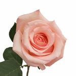 Peach Roses