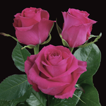 Hot Pink Roses