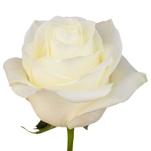 POLAR-STAR-ROSE-2