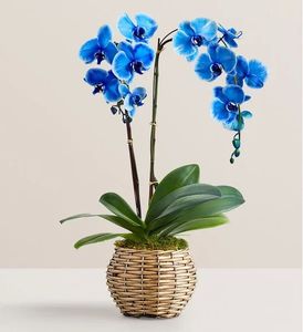 Blue Phalaenopsis Orchid