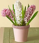 Fragrant Hyacinth Garden