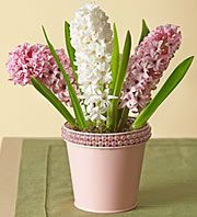Fragrant Hyacinth Garden
