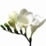 Freesia 