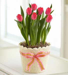 Fresh Spring Tulips Plants red