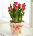 Fresh Spring Tulips Plants red