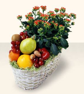 Fruits and Flowers