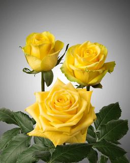 Funerals Home and Memorials - Obituaries Irving Texas