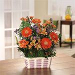 Garden Brilliance  Garden Brilliance