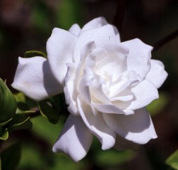 Gardenia 