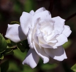 Gardenia 