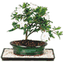 Gardenia Bonsai Gardenia Bonsai
