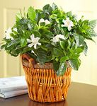 Gardenia in a Basket