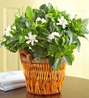 Gardenia in a Basket