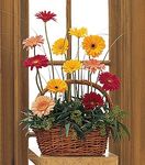 Gerbera Basket