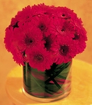 Gerbera Daisies